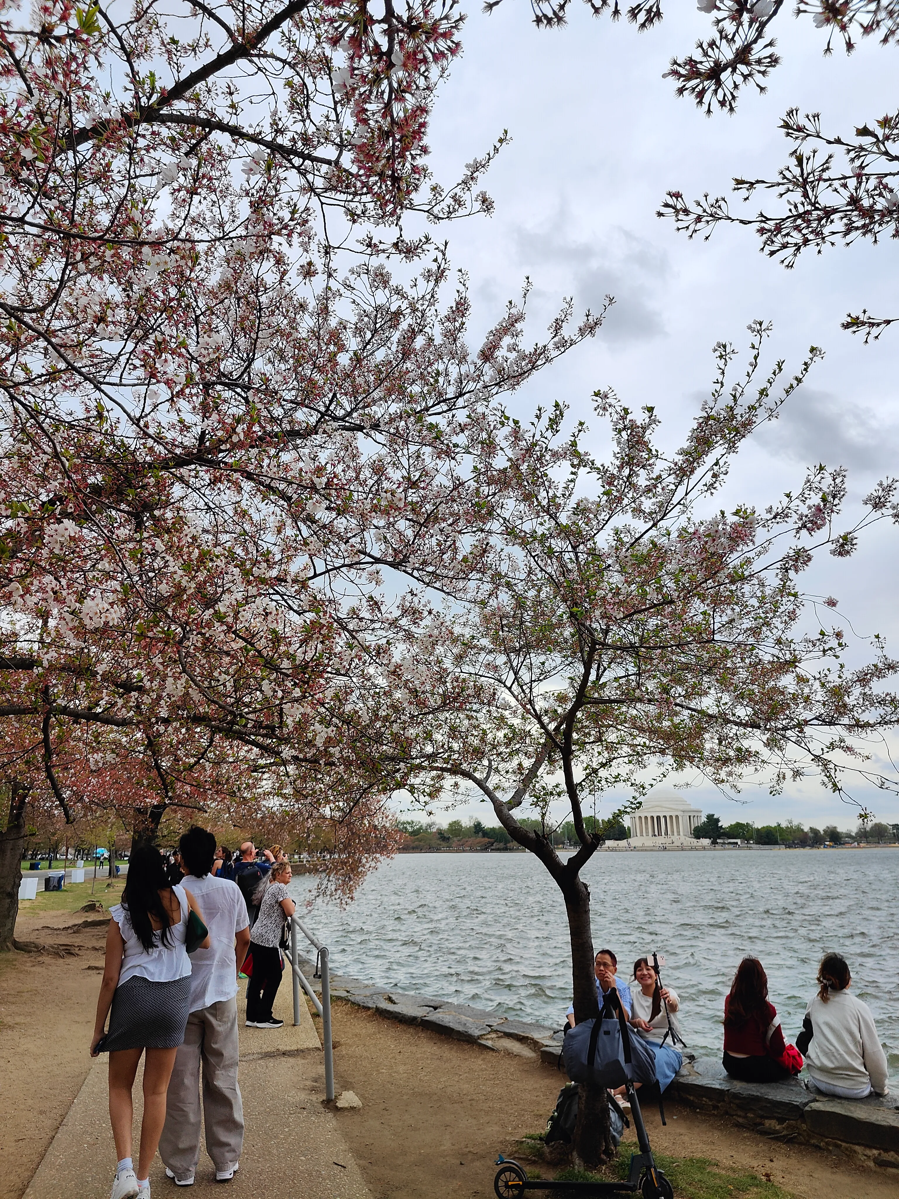 Cherry blossoms by the water in Washington, DC